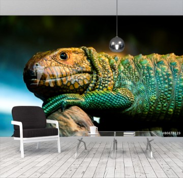 Picture of caiman lizard